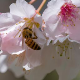 蜂蜜<strong>美容</strong>護(hù)膚小知識：揭秘蜂蜜的神奇功效與正確使用方法
